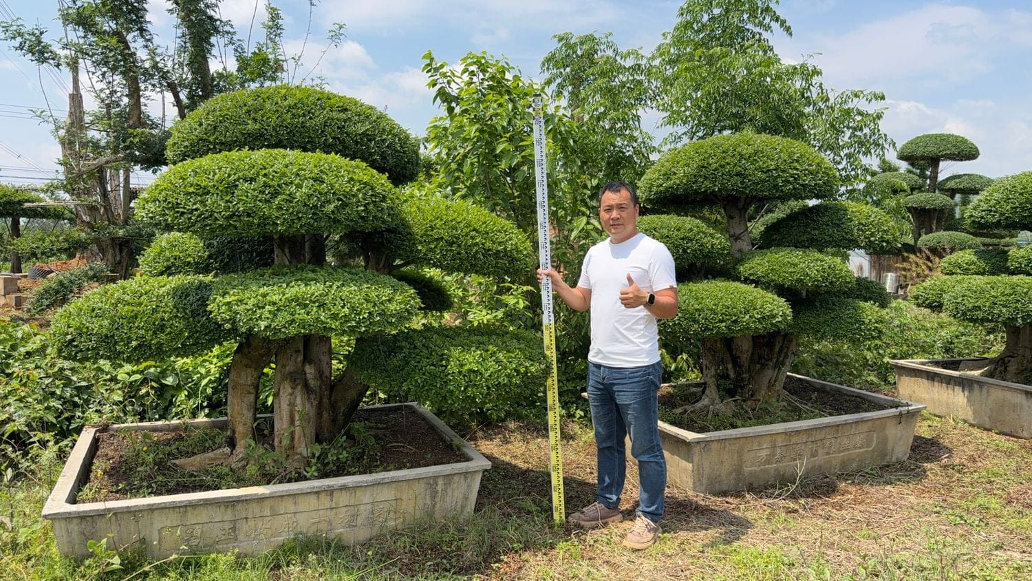 甘肃对节白蜡工程供货与庭院采购