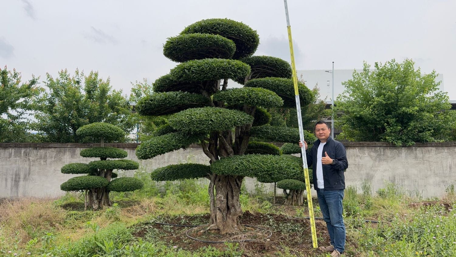 造型对节白蜡