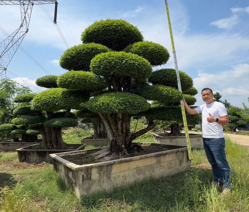 造型对节白蜡