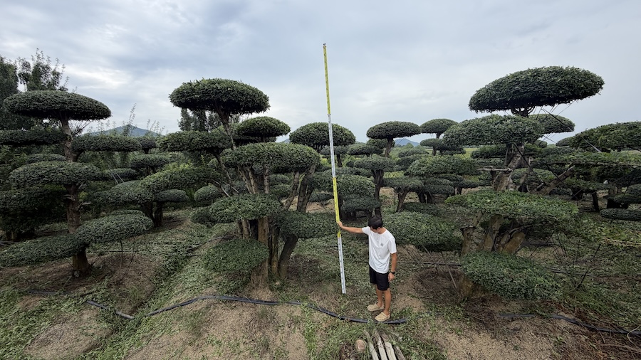 28棵3米成型对节白蜡，零售还是整体打包？聊聊苗圃现实取舍
