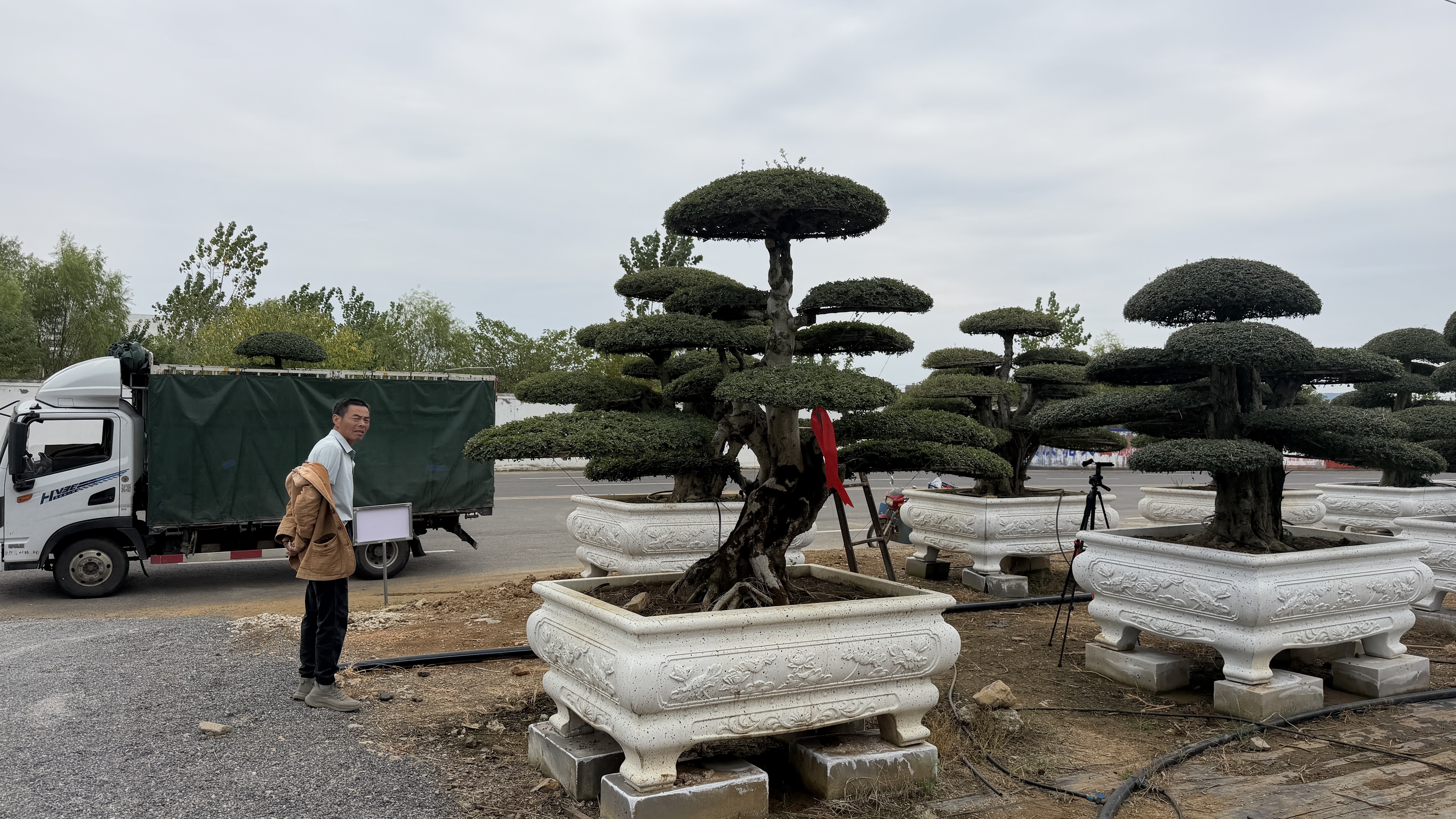 养树多年终割舍，一棵对节白蜡老桩的苗圃心声