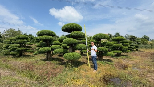 造型对节白蜡
