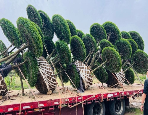 河北小区大门景观｜3.5米精品对节白蜡装车运输记录
