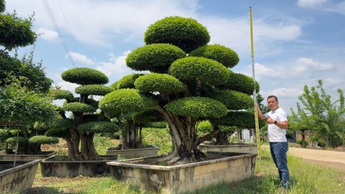 造型对节白蜡