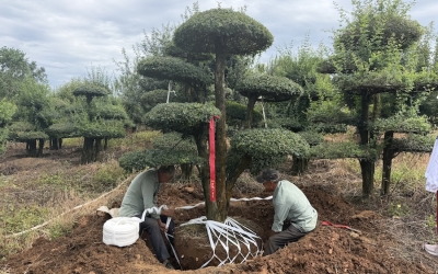 河南工程采购实拍：两米对节白蜡，千元价位出精品冠幅
