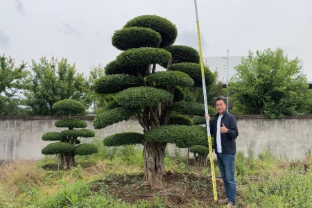 造型对节白蜡