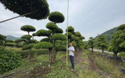 苗木冬季养护：对节白蜡如何安全越冬？