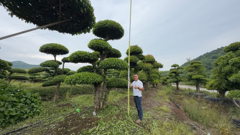 苗木冬季养护：对节白蜡如何安全越冬？