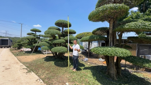 造型对节白蜡