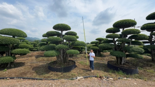 造型对节白蜡