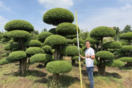造型对节白蜡景观树 庭院工程造型苗木