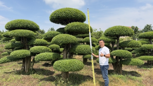 造型对节白蜡景观树 庭院工程造型苗木