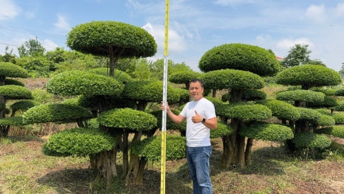 造型对节白蜡
