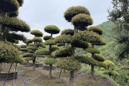 精品刺冬青造型树基地